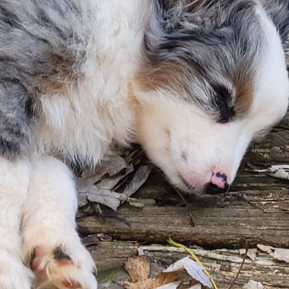 Meet your Posher, Willameenablue - Picture 6 of 9